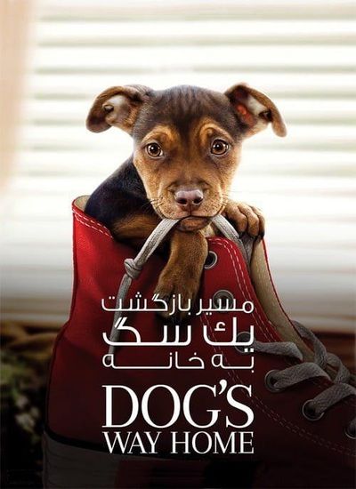 دانلود فیلم مسیر بازگشت یک سگ به خانه A Dog’s Way Home 2019 + دوبله فارسی 